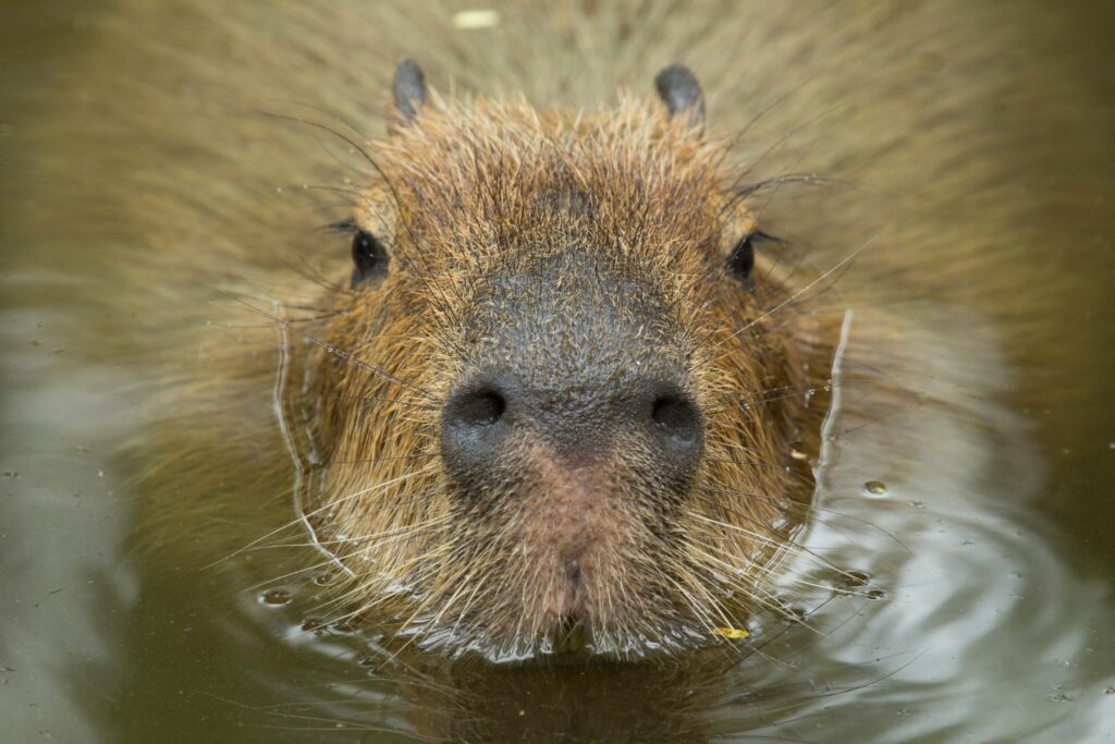 pet capybara
