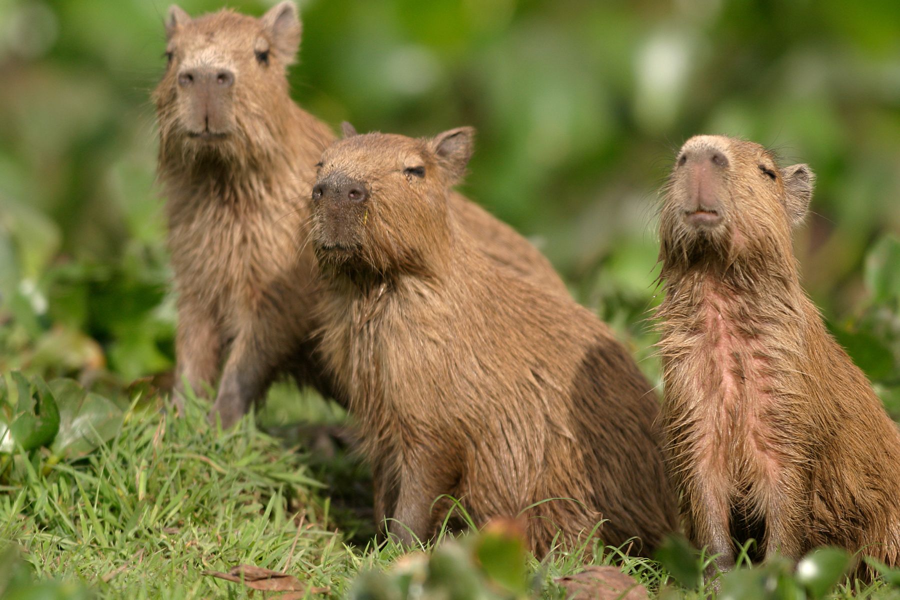 guide to capybaras