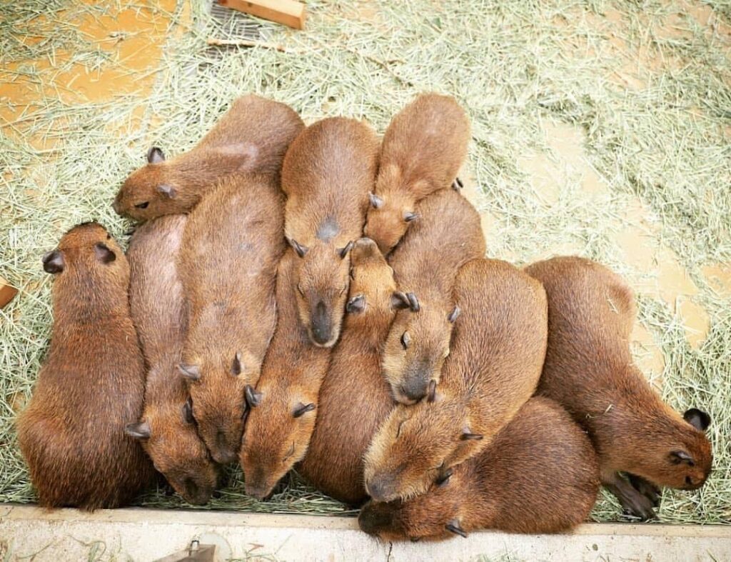 guide to capybaras