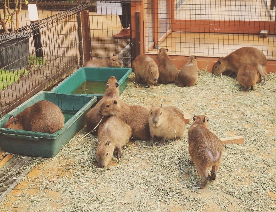 a guide to capybaras as pets